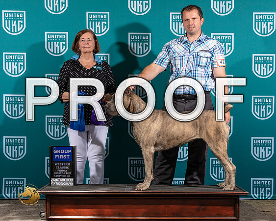 Cane Corso #427 Fri G1 Judge Sandi PhillipsMJP_8615_WA2023_HR3