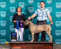 Cane Corso #427 Fri G1 Judge Sandi Phillips