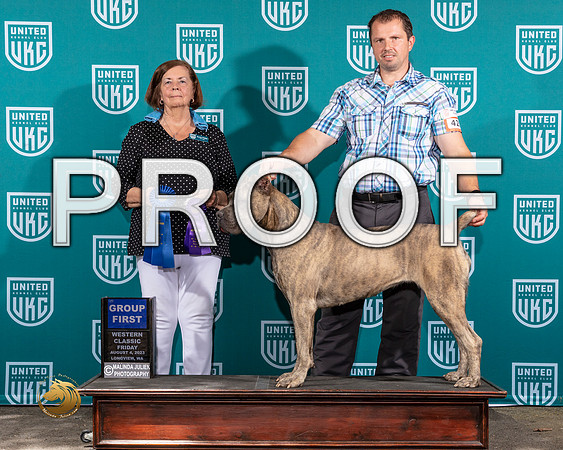 Cane Corso #427 Fri G1 Judge Sandi PhillipsMJP_8613_WA2023_HR3