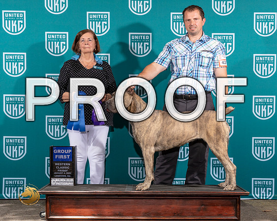 Cane Corso #427 Fri G1 Judge Sandi PhillipsMJP_8617_WA2023_HR3