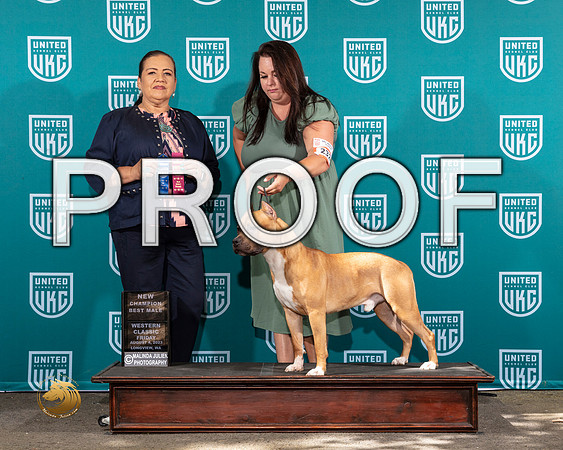 American Pit Bull Terrier #232 Fri BM Judge Michelle Blackowl ChavezMJP_8624_WA2023_HR3