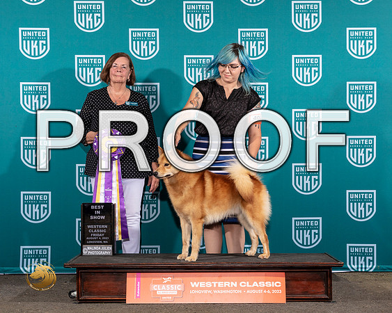 Finnish Spitz #400 Fri BIS Judge Sandi PhillipsMJP_8705_WA2023_HR3