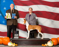 Ibizan Hounds #5 Sat 4 6 BPiS Sparrow Suzanne Crystal Hannah Jennifer Holdren Judge Mr Merle Taylor