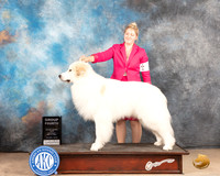 Great Pyrenees #5 Sat G4 Judge Peggy McIlwaine