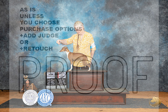 Italian Greyhound #14 Sat WBBOSCH Judge Dale Martensen__JP_7886_MARSHALL_2024_HR3