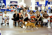 Terrier Group Bred-By-Exhibitor Sat Ring