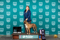 American Pit Bull Terrier #1079