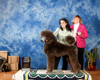 Poodle Standard #19 Sun +A2 +J Betsy Dale