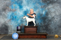 Smooth Fox Terrier #5 Sat WD Judge Gerard Penta
