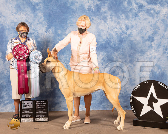 Great Dane #58 Fri SB BOBOH Judge Donna ClarkMMJ_0287_FWKC21-HR3