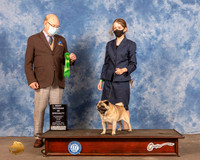 Pug #17 Fri Best Vet Judge Tim Robbins
