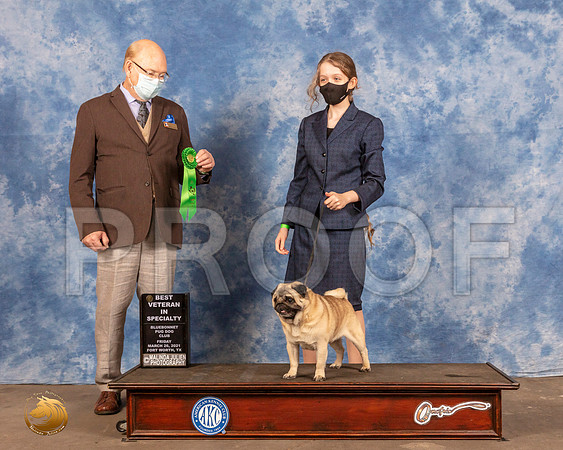 Pug #17 Fri Best Vet Judge Tim RobbinsMMJ_0060_FWKC21-HR3