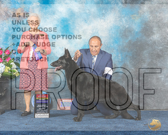 German Shepherd Dog #36 Sun WB BOS NC MAJ Judge Lydia HutchinsonMJP_6809e_Hstn2023_HR3