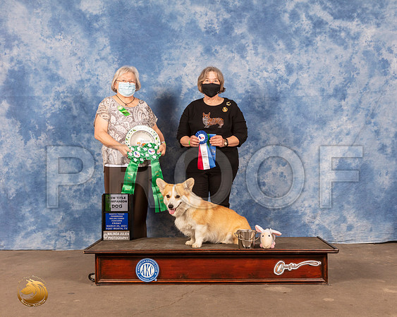 Pembroke Welsh Corgi #103 Fri NT CDMMJ_0786_FWKC21-HR3