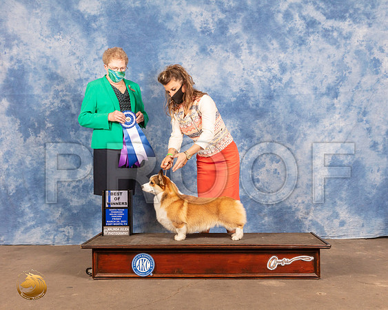 Pembroke Welsh Corgi #17 Fri BOW Judge Sally WynnMMJ_0689_FWKC21-HR3