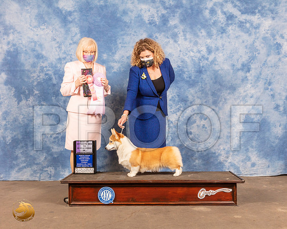 Pembroke Welsh Corgi #8 Fri BISweeps Judge Linda WilliamsMMJ_0724_FWKC21-HR3