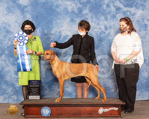 Rhodesian Ridgeback #46 Fri BOW Judge Linda ClarkMMJ_0415_FWKC21-HR3