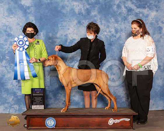 Rhodesian Ridgeback #46 Fri BOW Judge Linda ClarkMMJ_0416_FWKC21-HR3