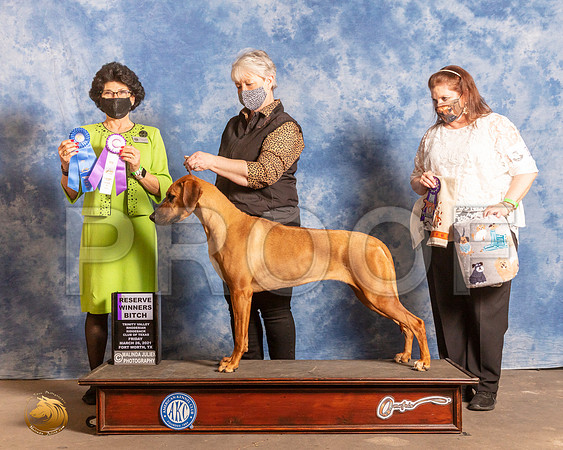 Rhodesian Ridgeback #8 Fri RWB Judge Linda ClarkMMJ_0428_FWKC21-HR3