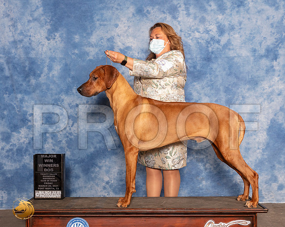 Rhodesian Ridgeback #9 Fri WB Judge Linda ClarkMMJ_0441_FWKC21-HR3