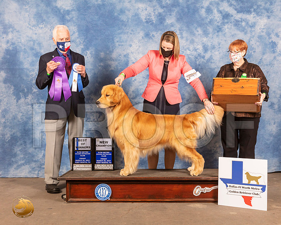 Golden Retriever #15 Fri BOW Judge Ted EubankMMJ_0593_FWKC21-HR3