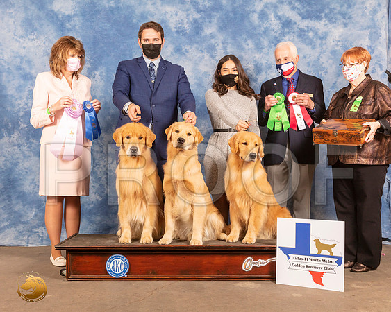 Golden Retriever #47 Judge Kemah Plusk Judge Ted EubankMMJ_0652_FWKC21-HR3