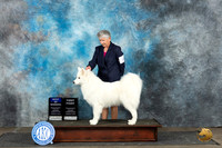 Samoyed #6 Sat BOW Judge Debra Thornton