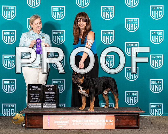 American Bully #116 Fri BOB Judge Kristin BlockMJP_8858_WA2023_HR3