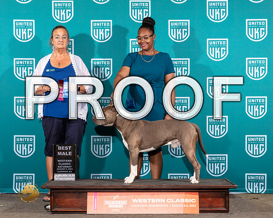 American Pit Bull Terrier #432 Sat BM Judge Valerie PiltzMJP_8914_WA2023_HR3