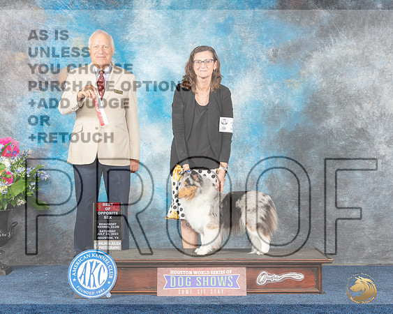 Shetland Sheepdog #30 Sat BOS Judge Eric LiebesMJP_5311e_Hstn2023_HR3