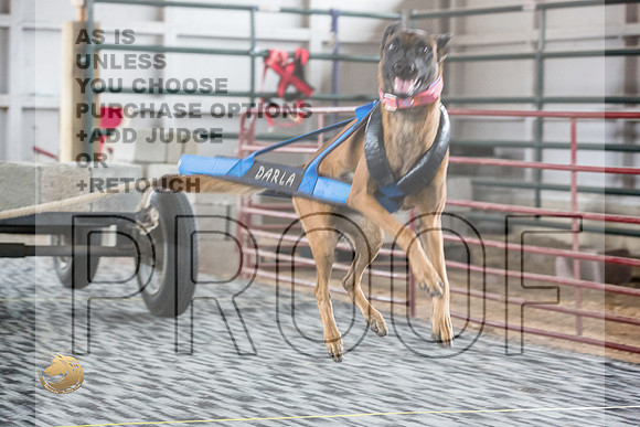 Weight Pull Belgian MalinoisJJL_3288_WA2023_HR3