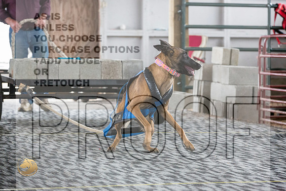Weight Pull Belgian MalinoisJJL_3295_WA2023_HR3