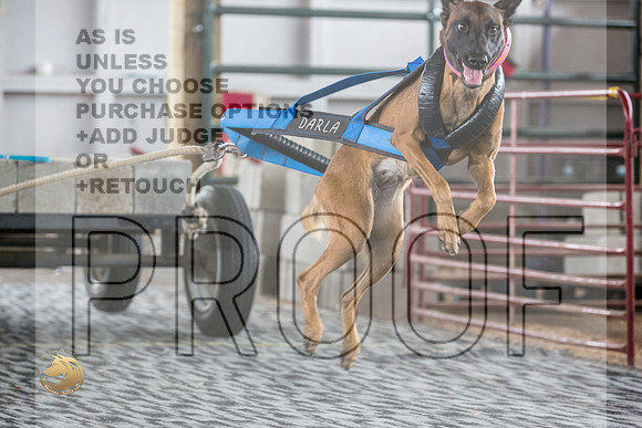 Weight Pull Belgian MalinoisJJL_3333_WA2023_HR3