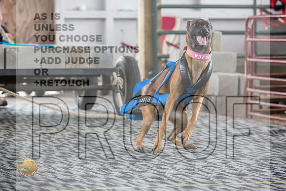 Weight Pull Belgian MalinoisJJL_3329_WA2023_HR3