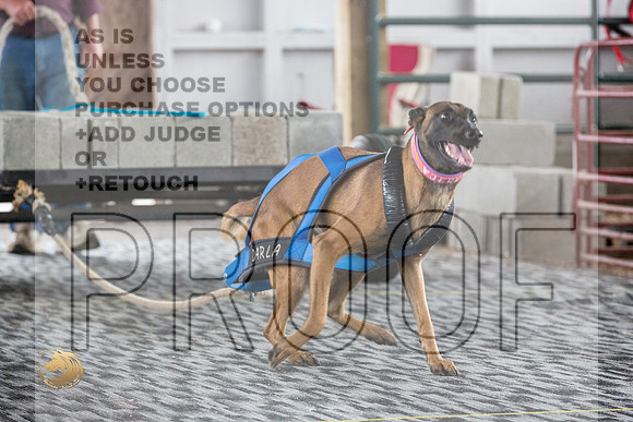 Weight Pull Belgian MalinoisJJL_3331_WA2023_HR3