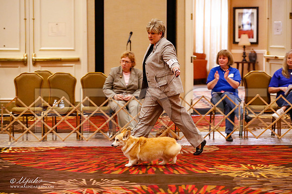 _JJ_9100-HstnCorgiFeb2015-HR3