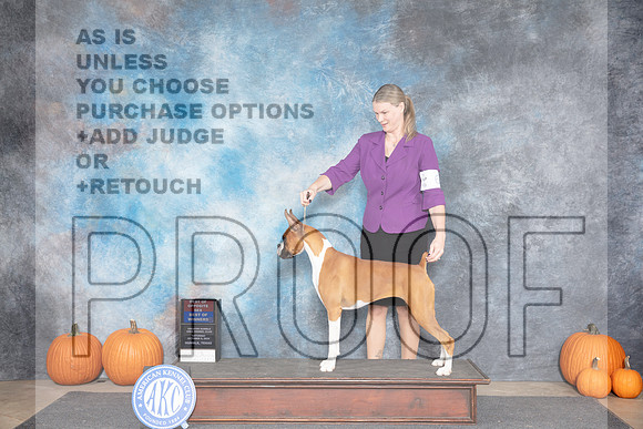 Boxer #6 Sat WBBOWBOS Judge Tim Catterson__JP_8460_Humble_2024_HR3