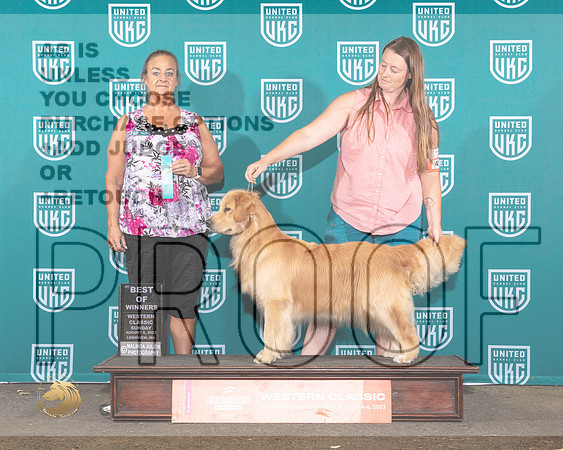 Golden Retriever #416 Fri BOW Judge Valerie PiltzMJP_9597_WA2023_HR3