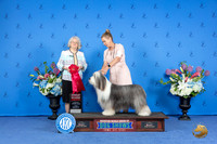 Bearded Collie #6 FRI G2 Judge Annella Cooper