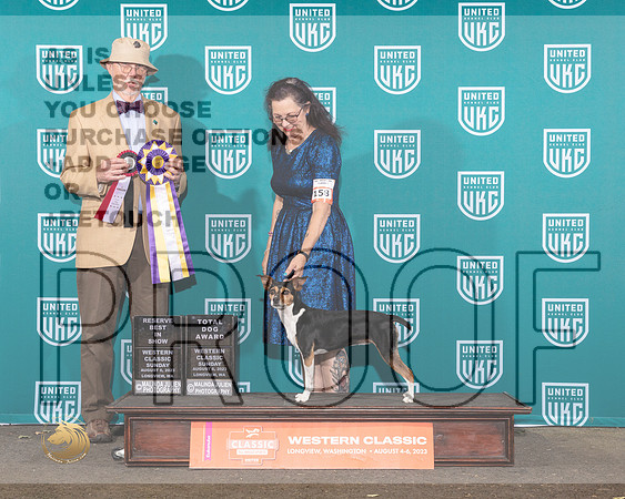 Rat Terrier #158 Sun RBIS Judge Ron HOrnMJP_9554_WA2023_HR3