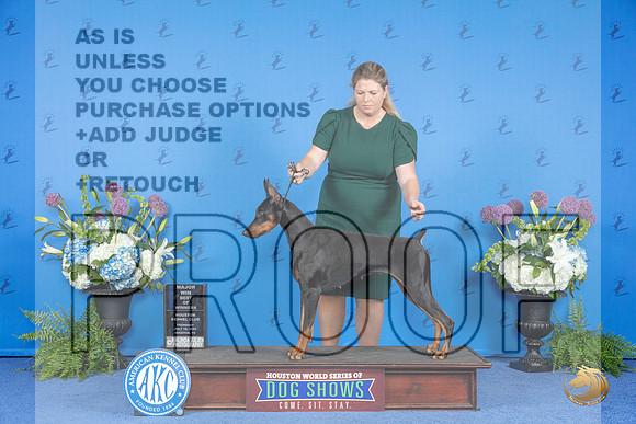 Doberman #28 THUR BOW M Judge Douglas Johnson__JP_8208_Houston_2024_HR3