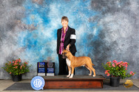 American Staffordshire Terrier #7 Sat WDBOWBOBOHBOB Judge Victor Rosado