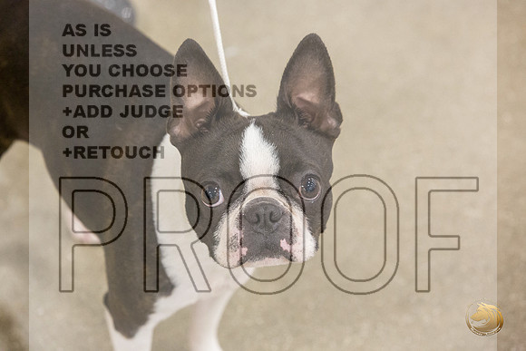 Boston Terrier #707 #974 Ring Fri_JJL_2064_Premier_2024_HR3