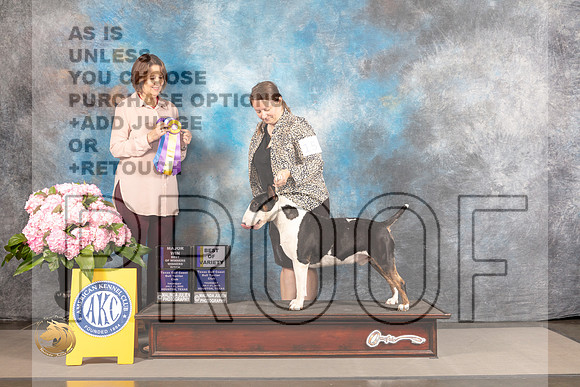 Bull Terrier Colored #15 THUR BOV BOW WB Major Judge Susie Harris_MJ_4007_Houston_2022_HR3