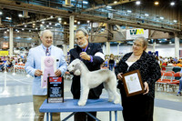 Bedlington Terrier #30 Fri BOS Corash Dr Dennis N Judge B Jenkins