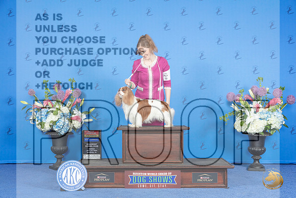 Cavalier King Charles Spaniel #7 SUN WD BOW BOS NC Judge Wood Wornall__JP_0430_Houston_2024_HR3