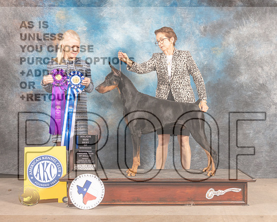 Doberman Pinscher #? Fri WD Judge Vicky Seller Cushman-MMJ_7970-FW2022-HR3
