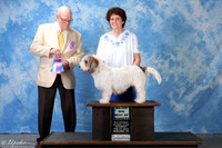 PBGV #6 Sat Maj BOW Skaggs Teresa & Rachel Skaggs Judge Mr Donavon Thompson +A1