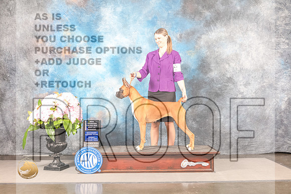Boxer #42 SUN BOW NCH Major Judge John WadeBoxer #42 SUN BOW NCH Major Judge John Wade_MJ_8174_Houston_2022_HR3_Houston_2022_HR3