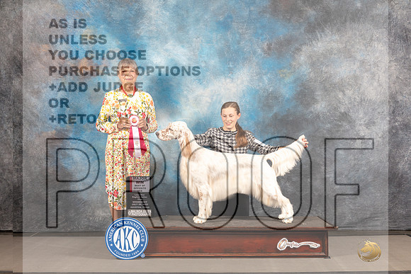 English Setter #6 WED BOW Judge Barbara Alderman-_MJ_2477e_Hstn2022-HR3